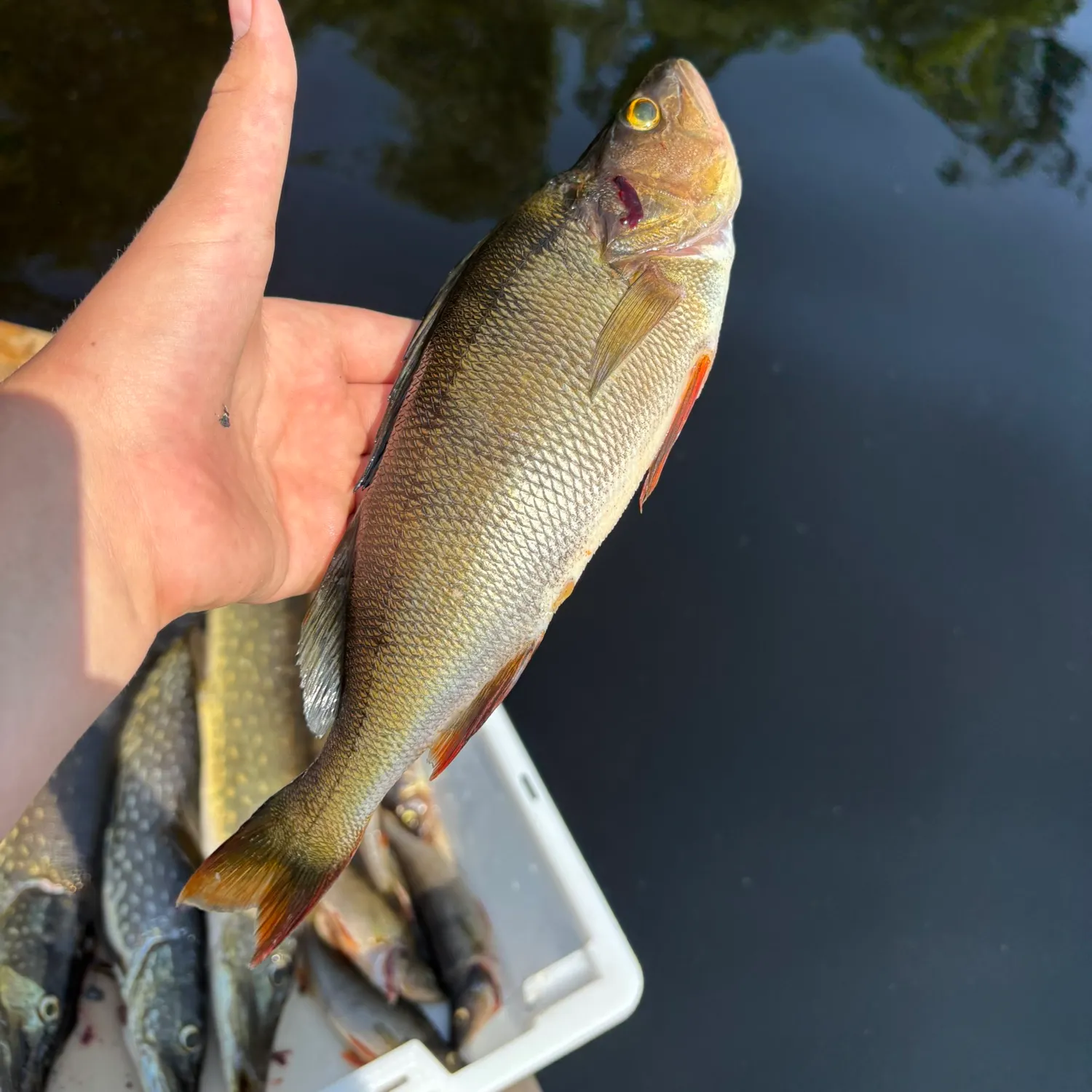 catch