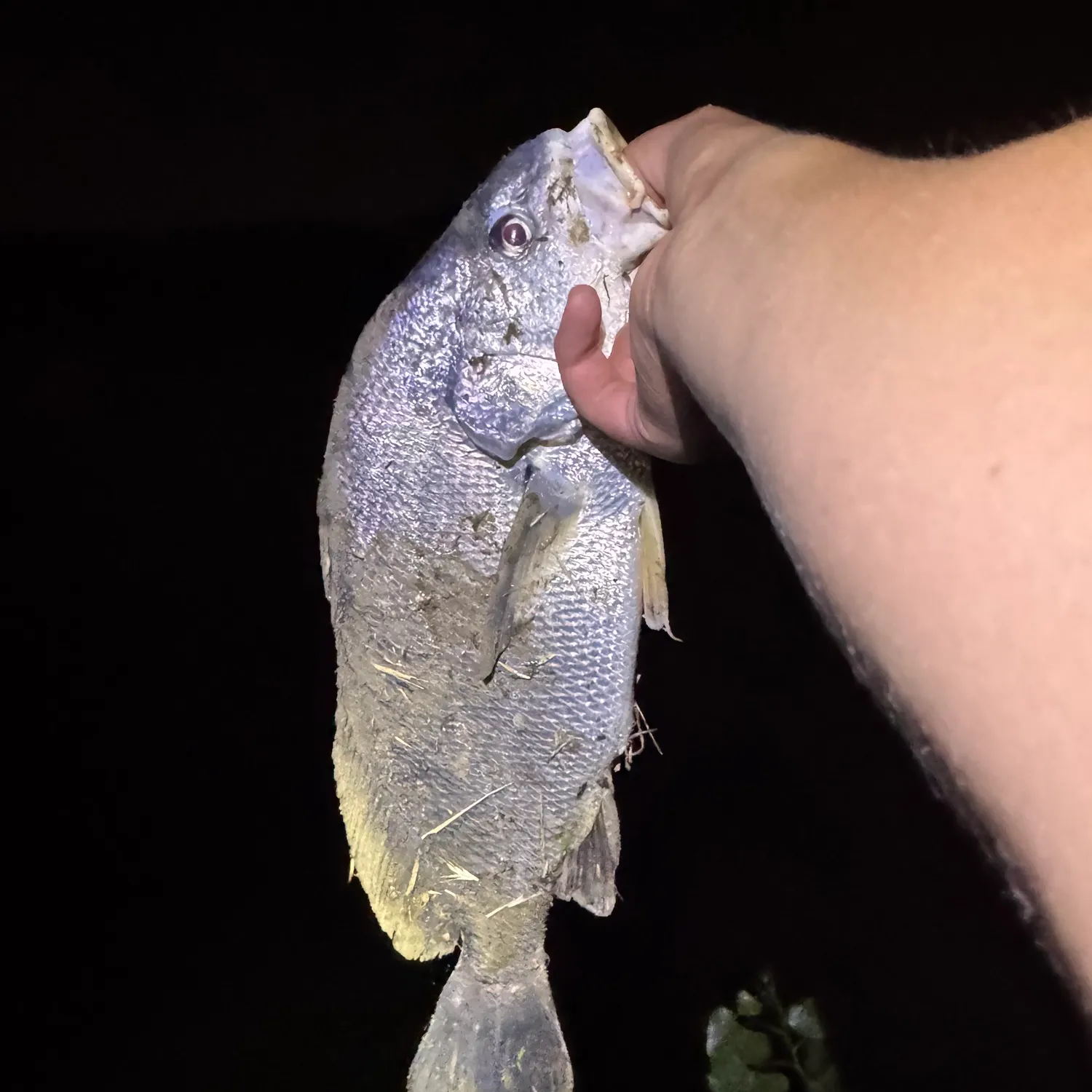 Channel catfish caught on Fishbrain