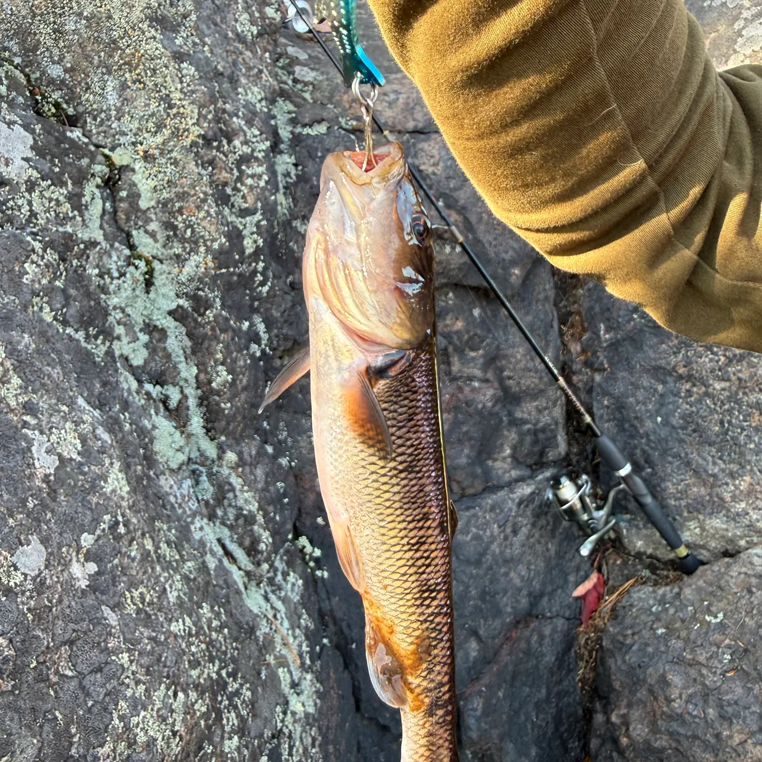 Hornyhead chub caught on Fishbrain