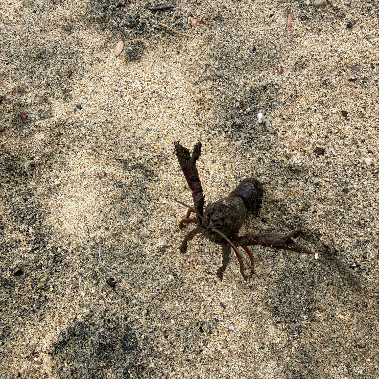 The most recent Red swamp crayfish catches on Fishbrain