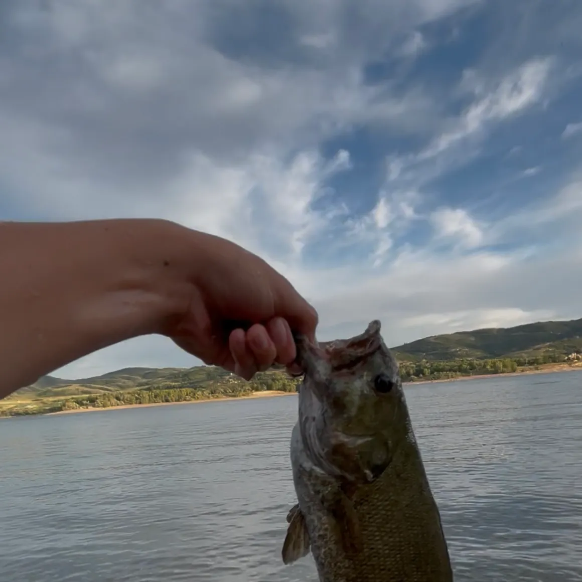 Smallmouth bass caught on Fishbrain