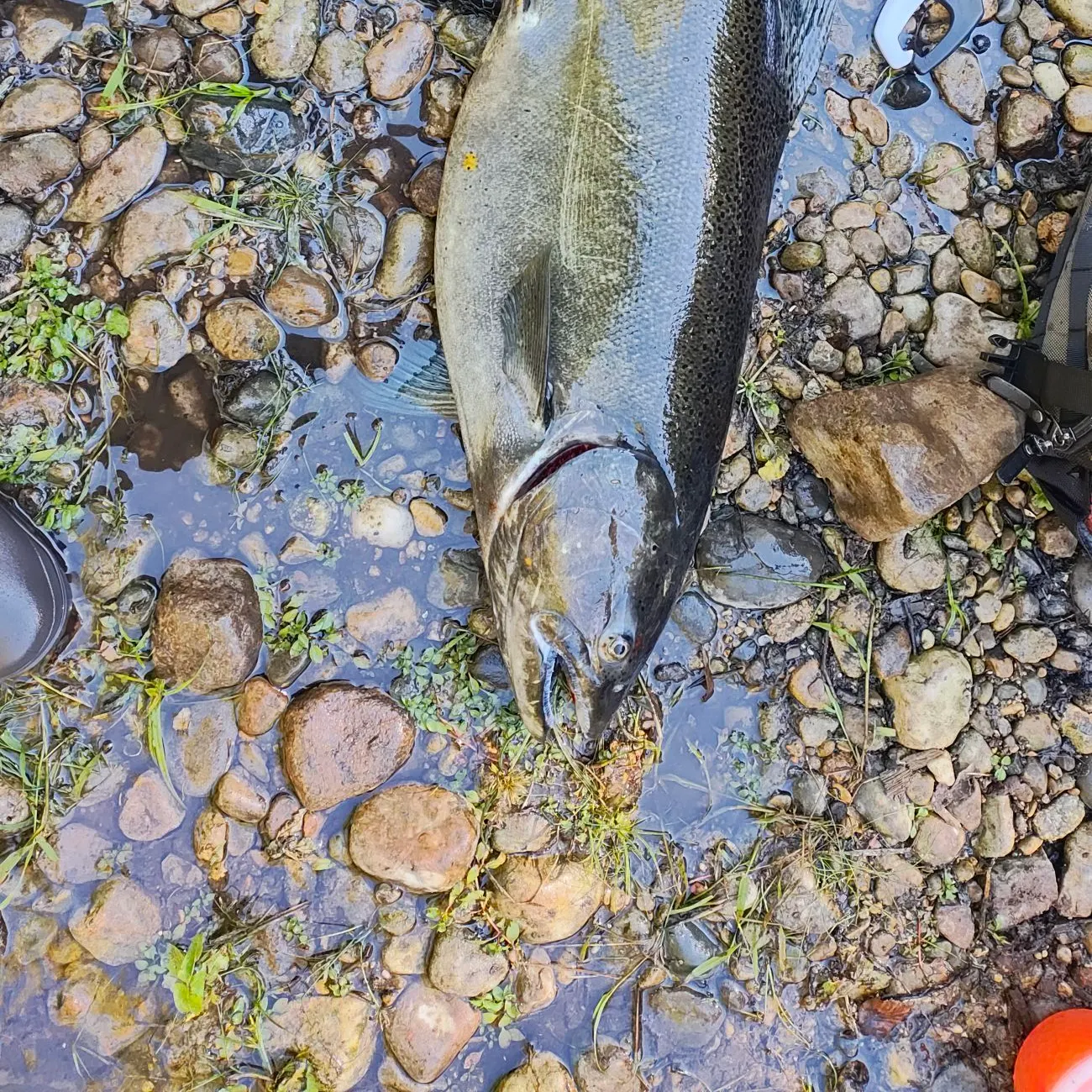Chinook salmon caught on Fishbrain