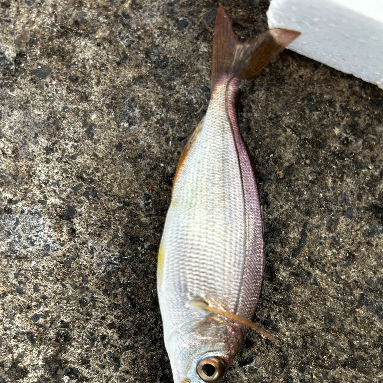 The most recent Blackspot seabream catches on Fishbrain