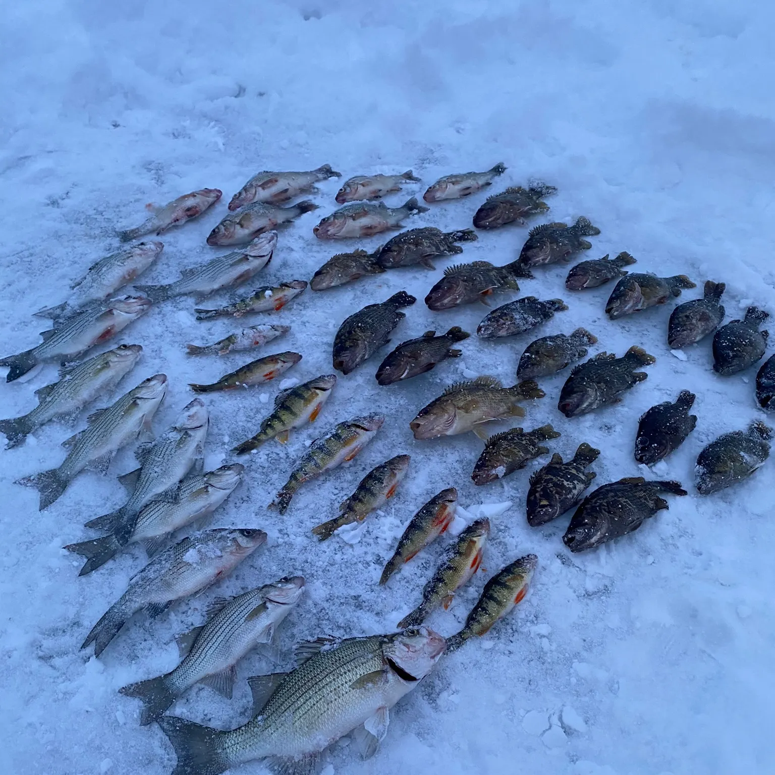 recently logged catches