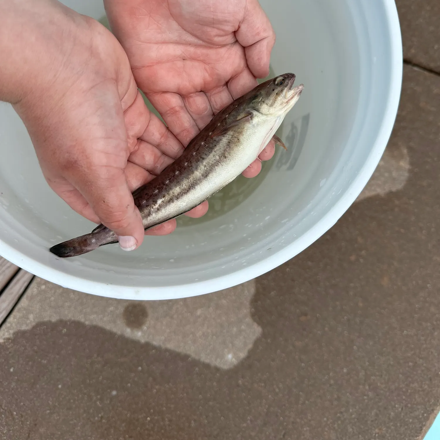 The most recent Spotted hake catches on Fishbrain