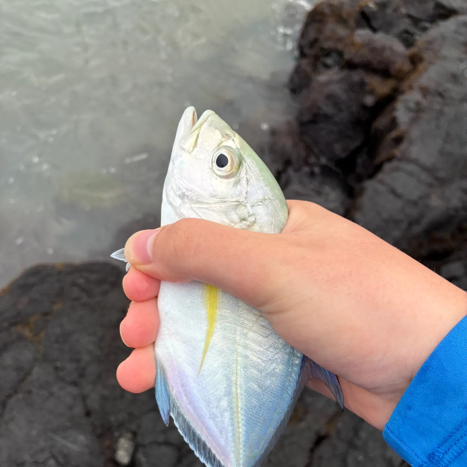 The most recent Bluefin trevally catches on Fishbrain