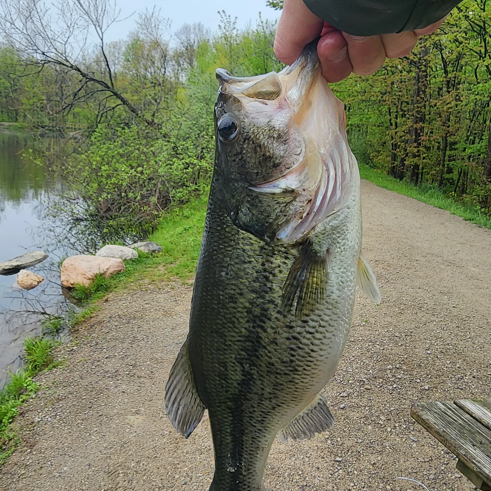 angler catch