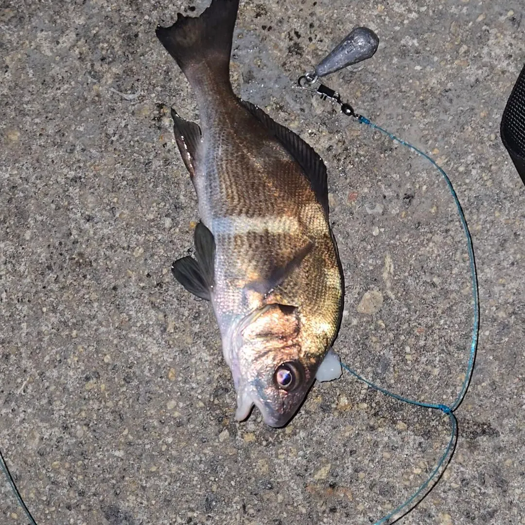 The most recent Black croaker catches on Fishbrain
