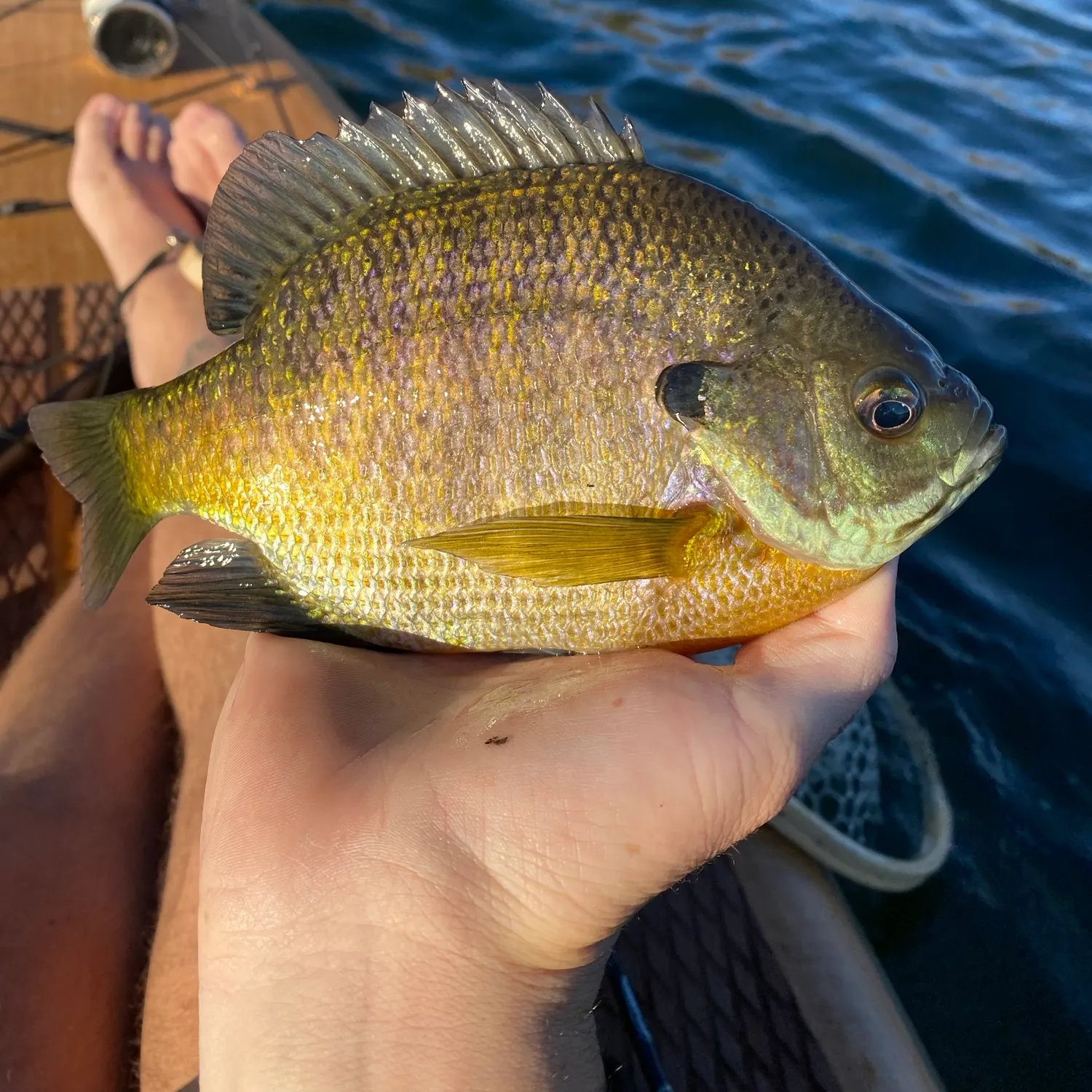 Bluegill caught on Fishbrain