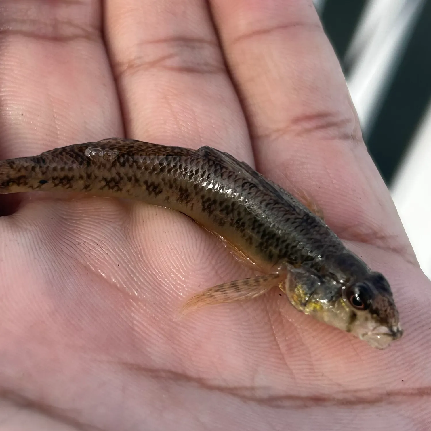 The most recent Northern tessellated darter catches on Fishbrain