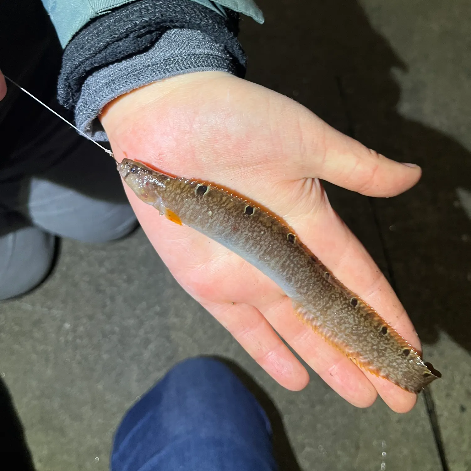 The most recent Rock gunnel catches on Fishbrain