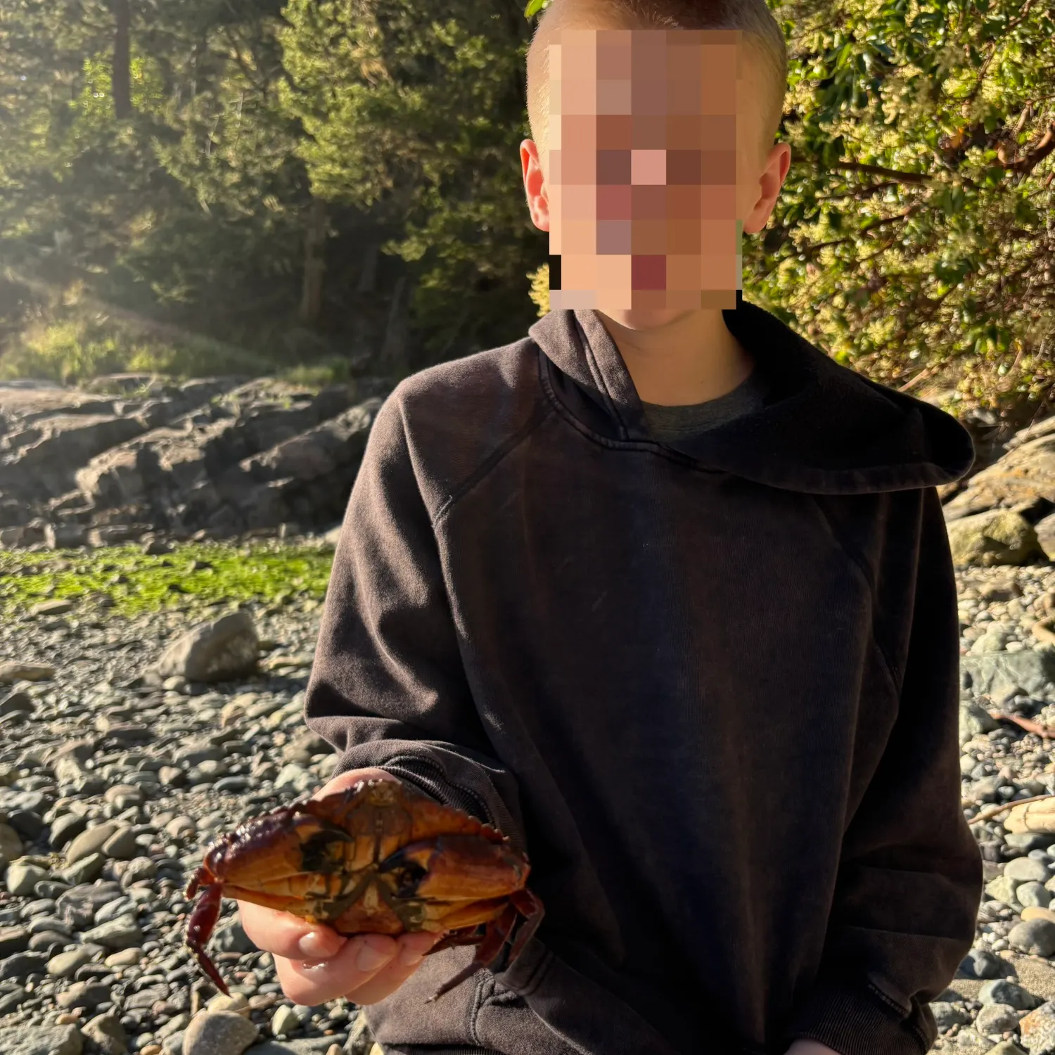 The most recent Red rock crab catches on Fishbrain