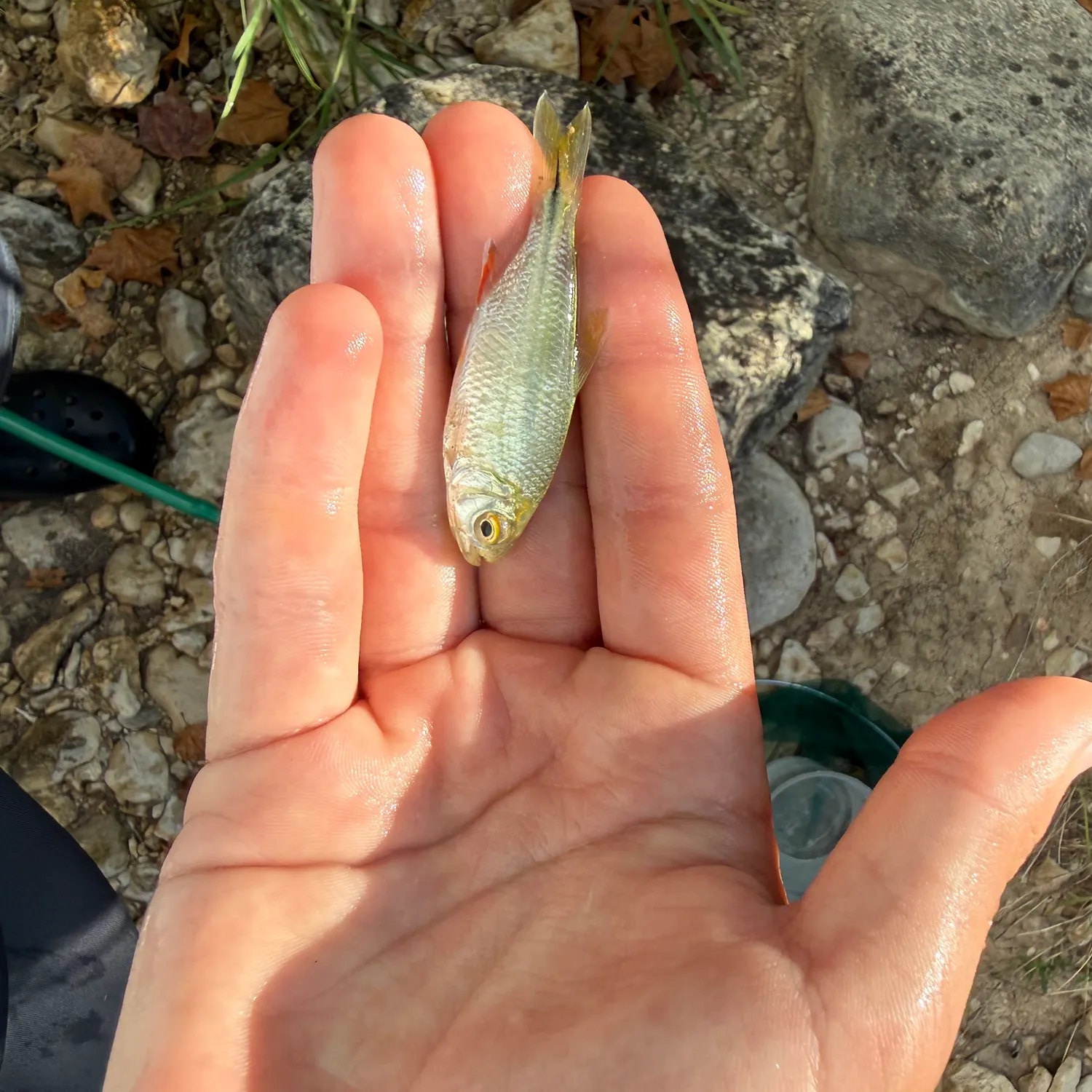 The most recent Texas shiner catches on Fishbrain