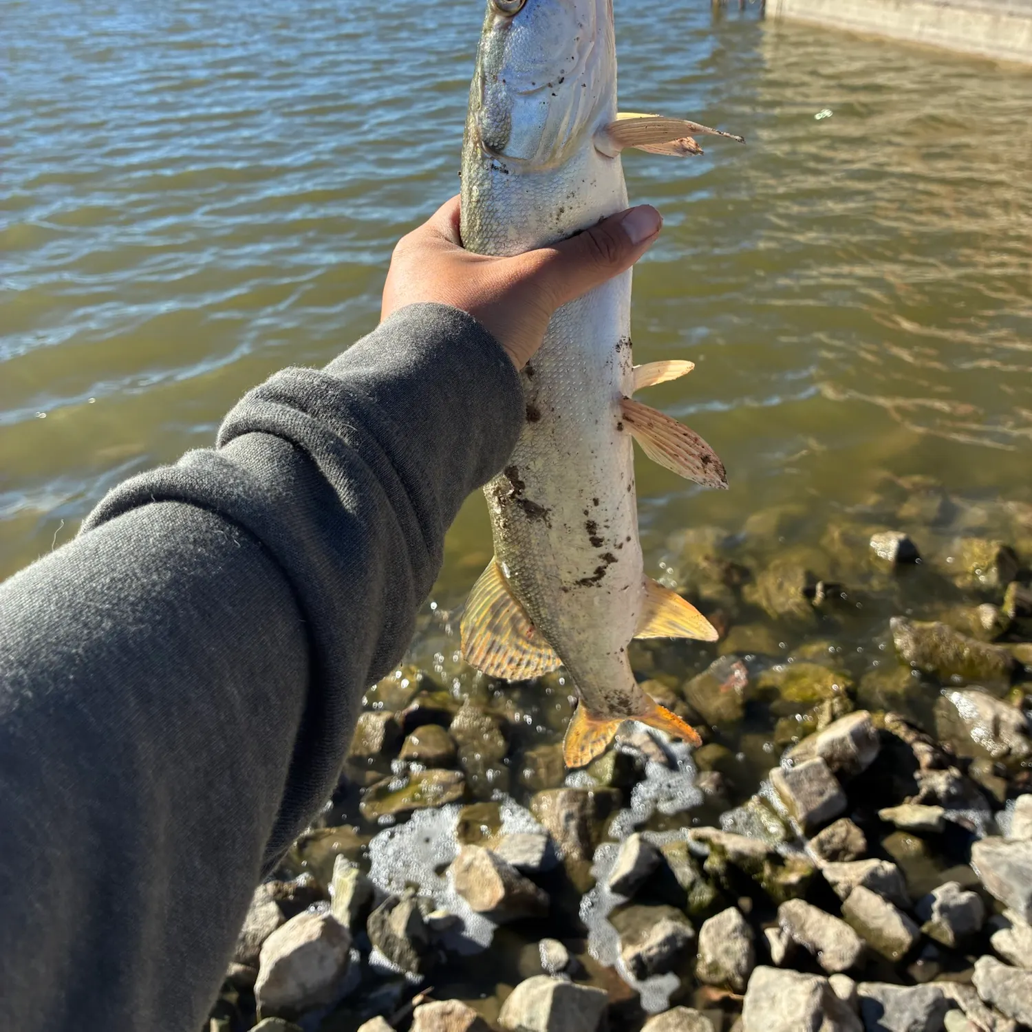 Northern pike caught on Fishbrain