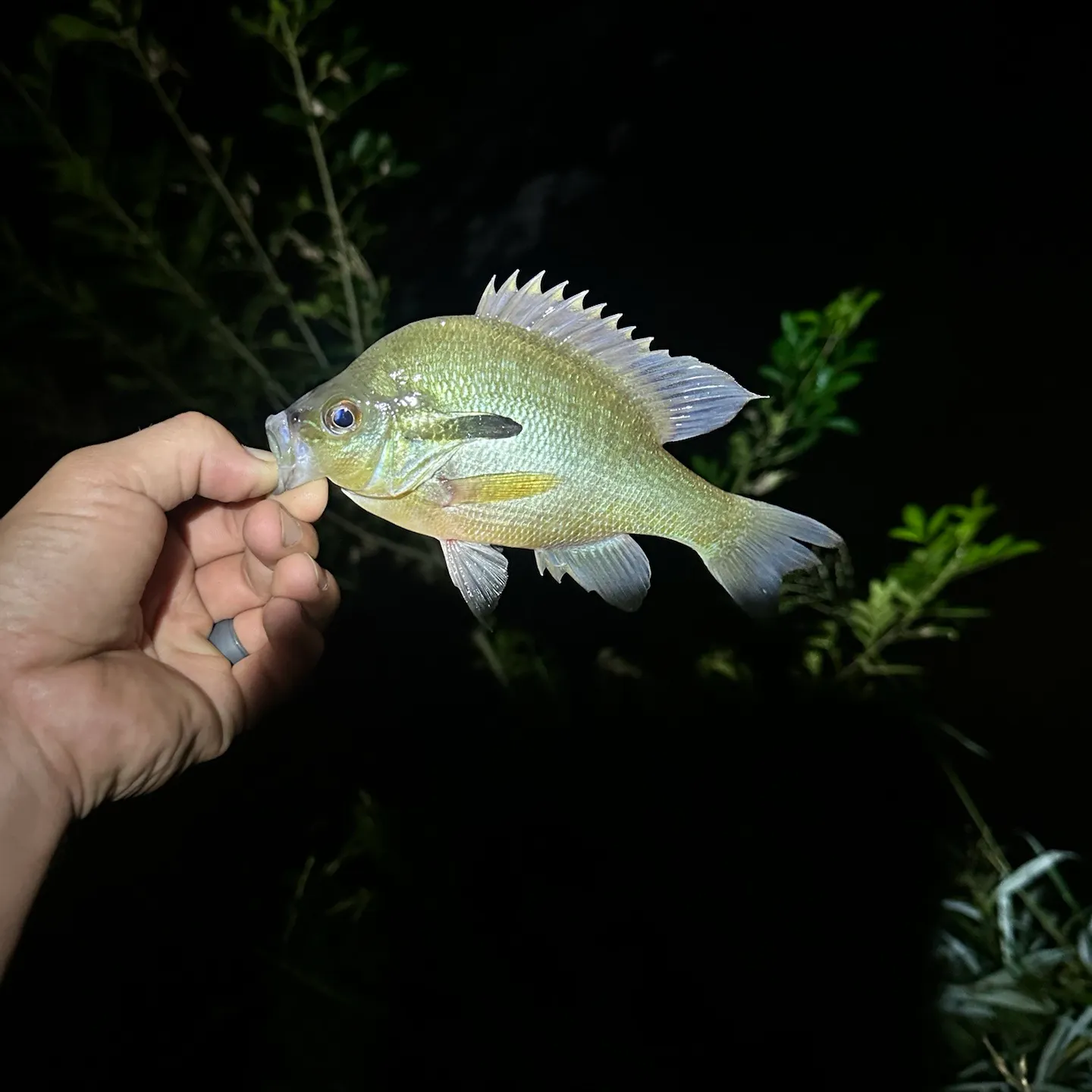 Bluegill caught on Fishbrain
