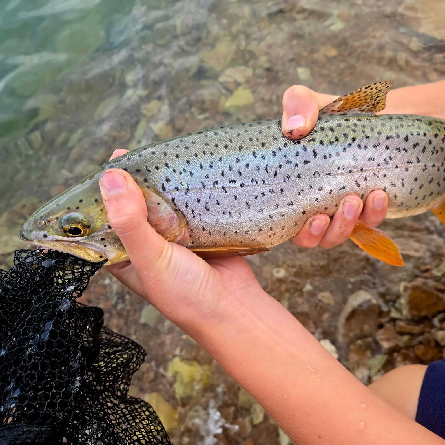 Cutthroat trout caught on Fishbrain