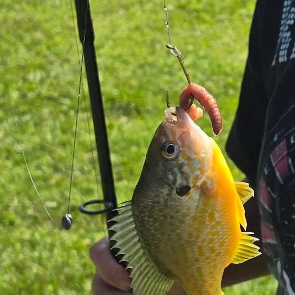 The most recent Pumpkinseed catches on Fishbrain