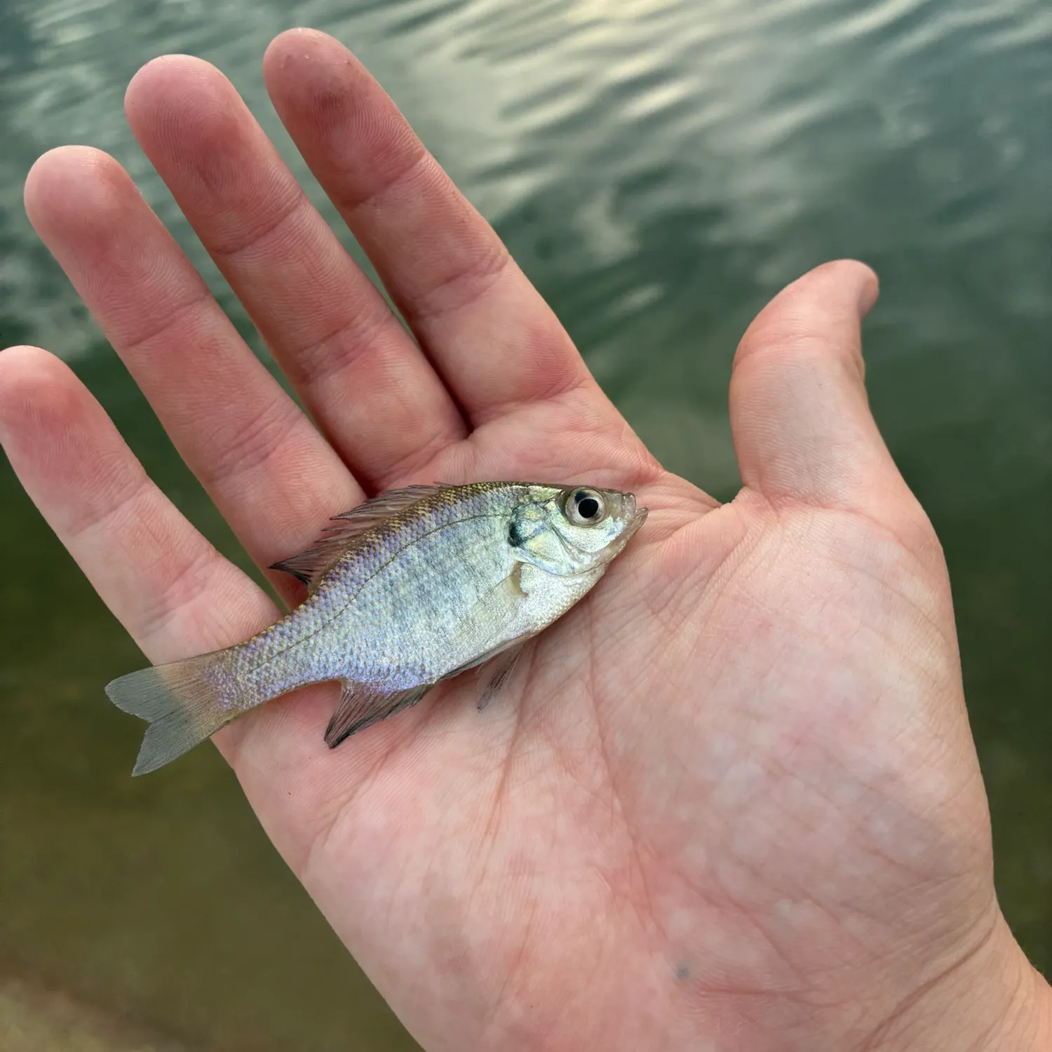Bluegill caught on Fishbrain