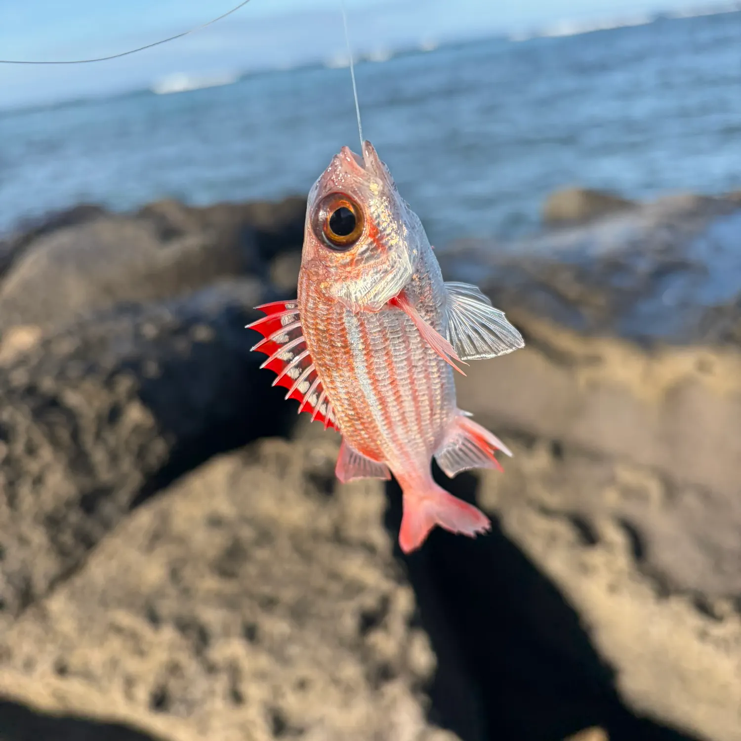The most recent Hawaiian squirrelfish catches on Fishbrain