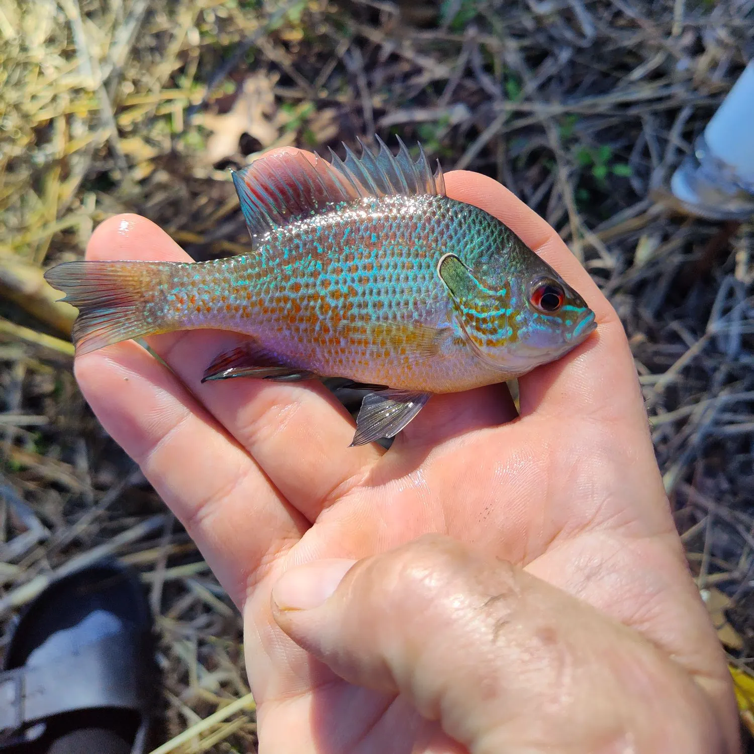 The most recent Orangespotted sunfish catches on Fishbrain