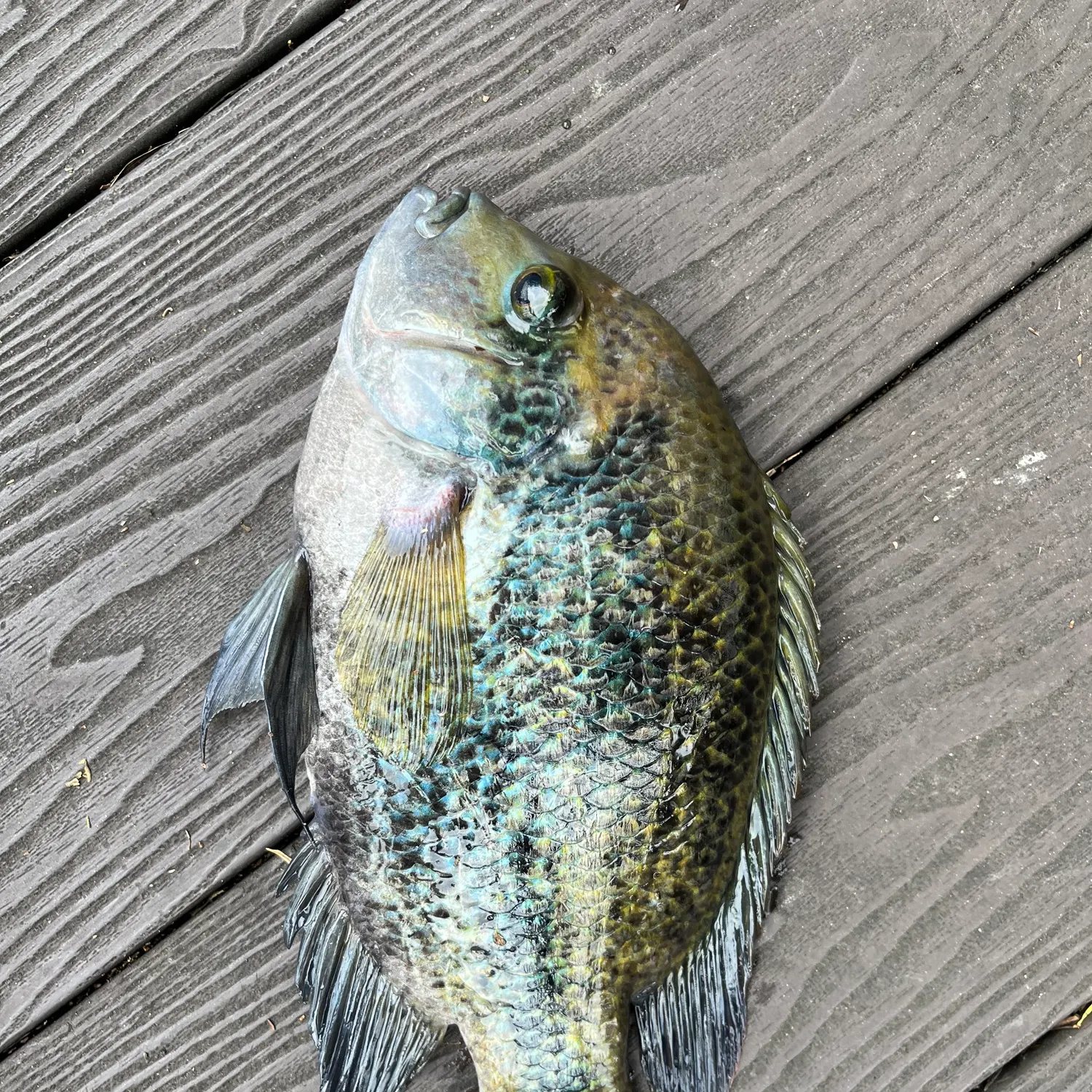 The most recent Redhead cichlid catches on Fishbrain
