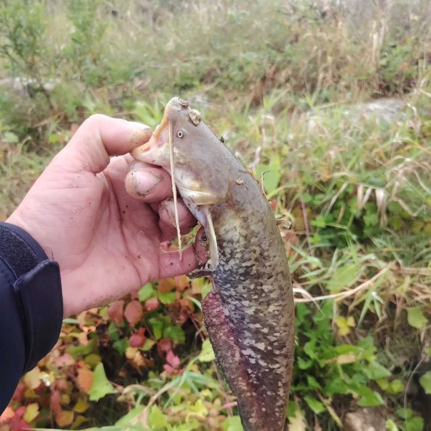 The most recent Wels catfish catches on Fishbrain