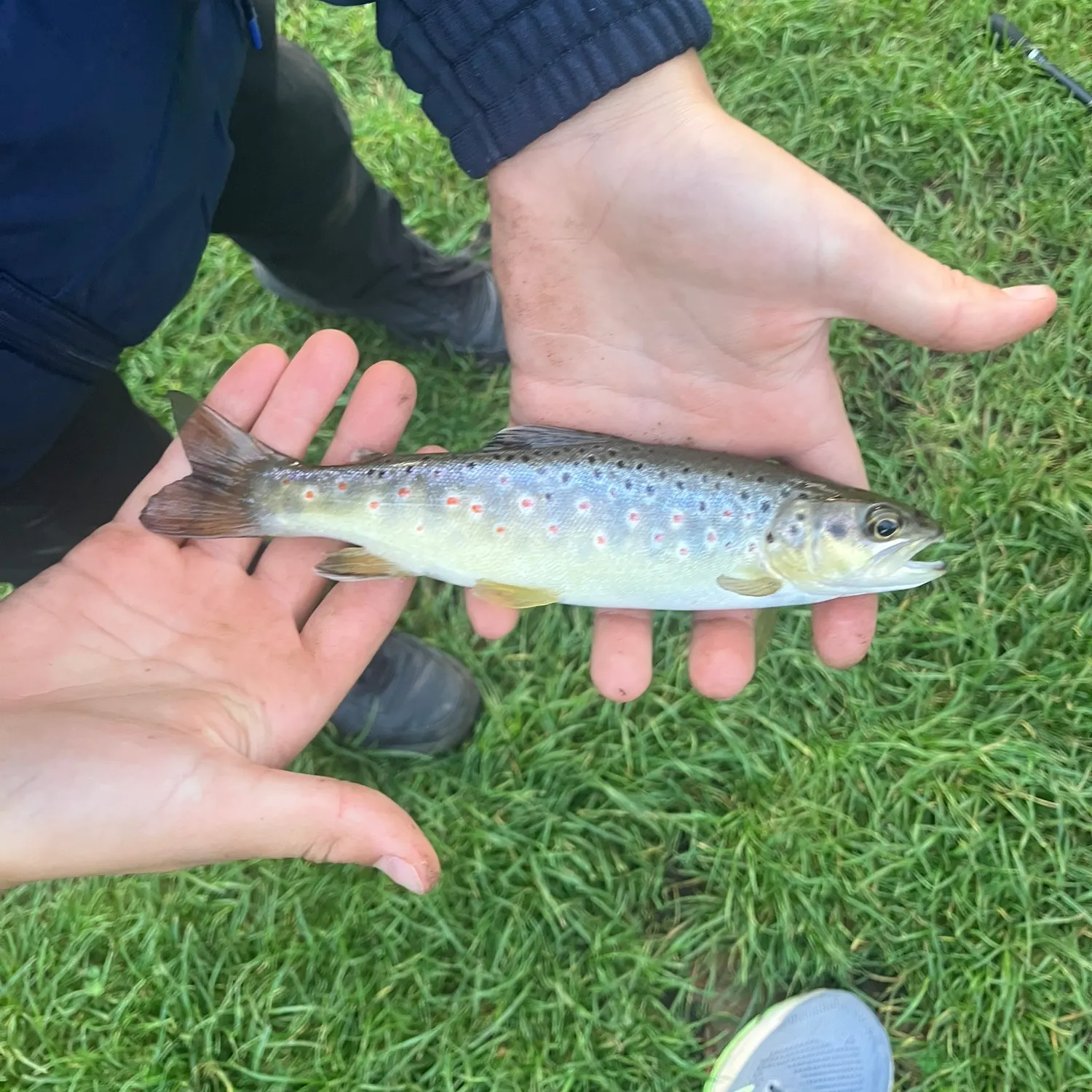Brown trout caught on Fishbrain