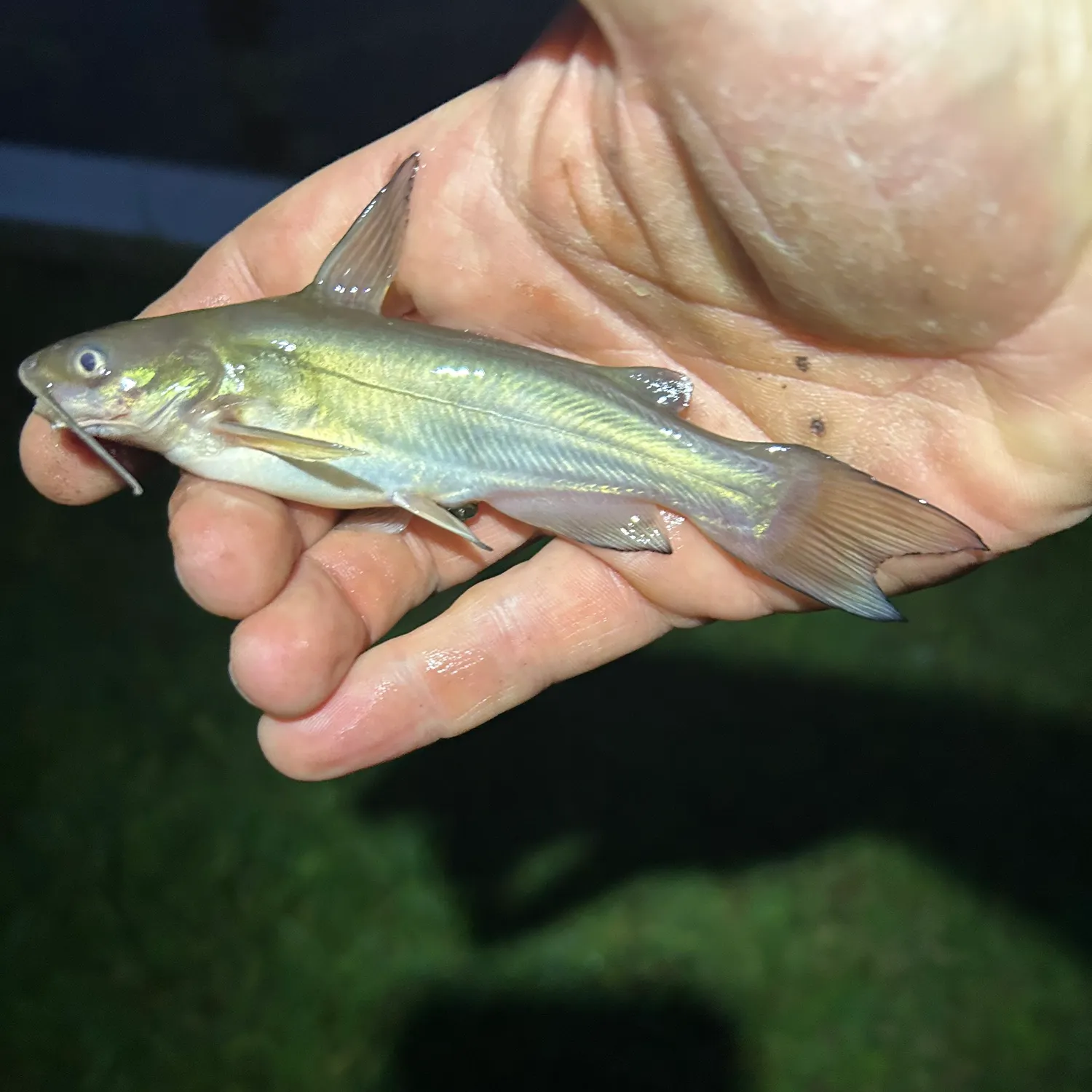 White bullhead caught on Fishbrain