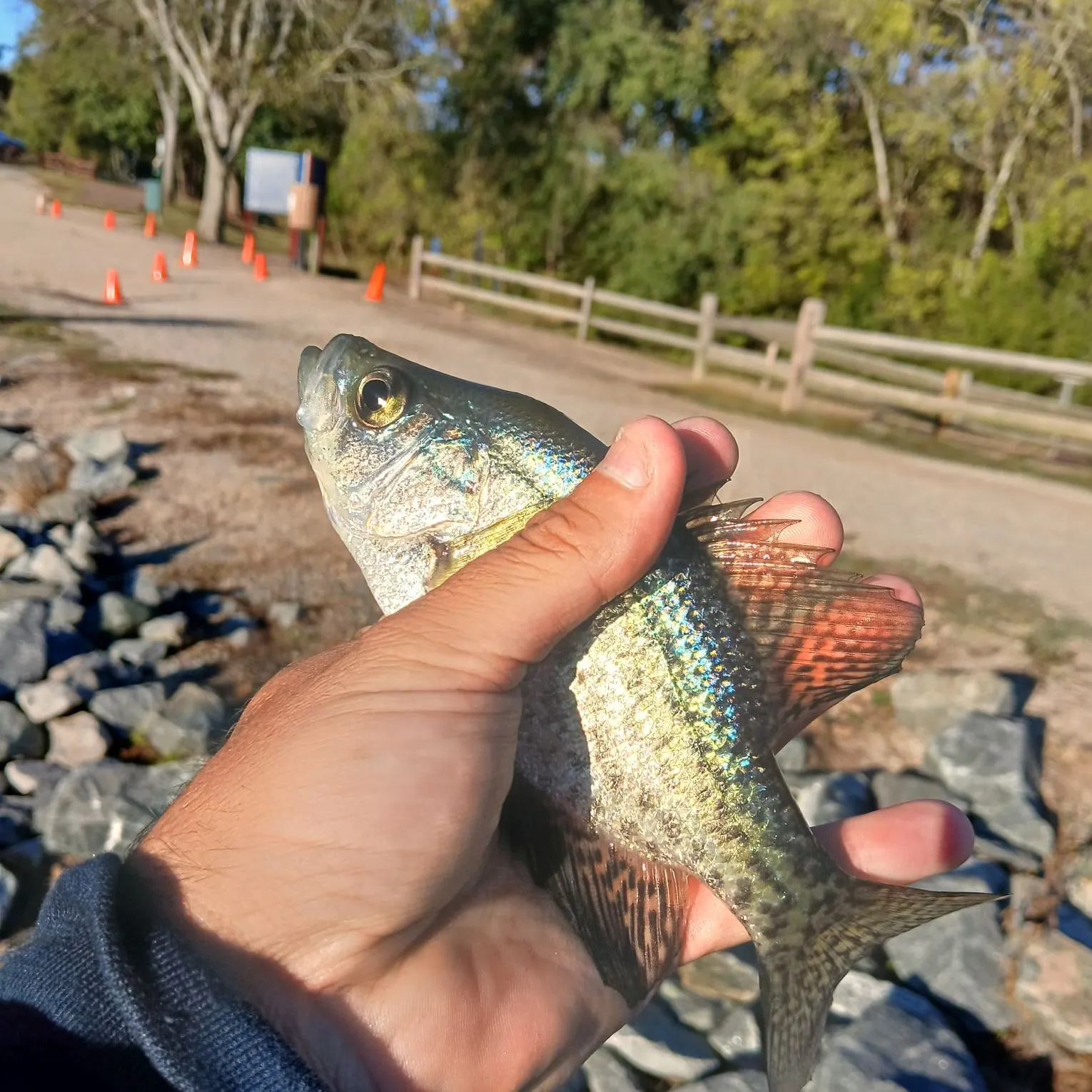 White crappie caught on Fishbrain