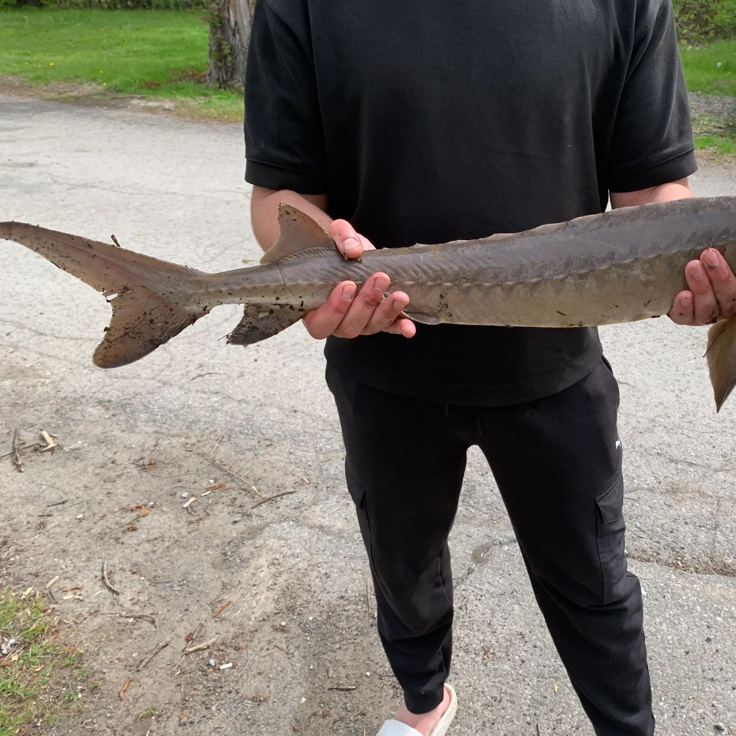 The most recent Lake sturgeon catches on Fishbrain