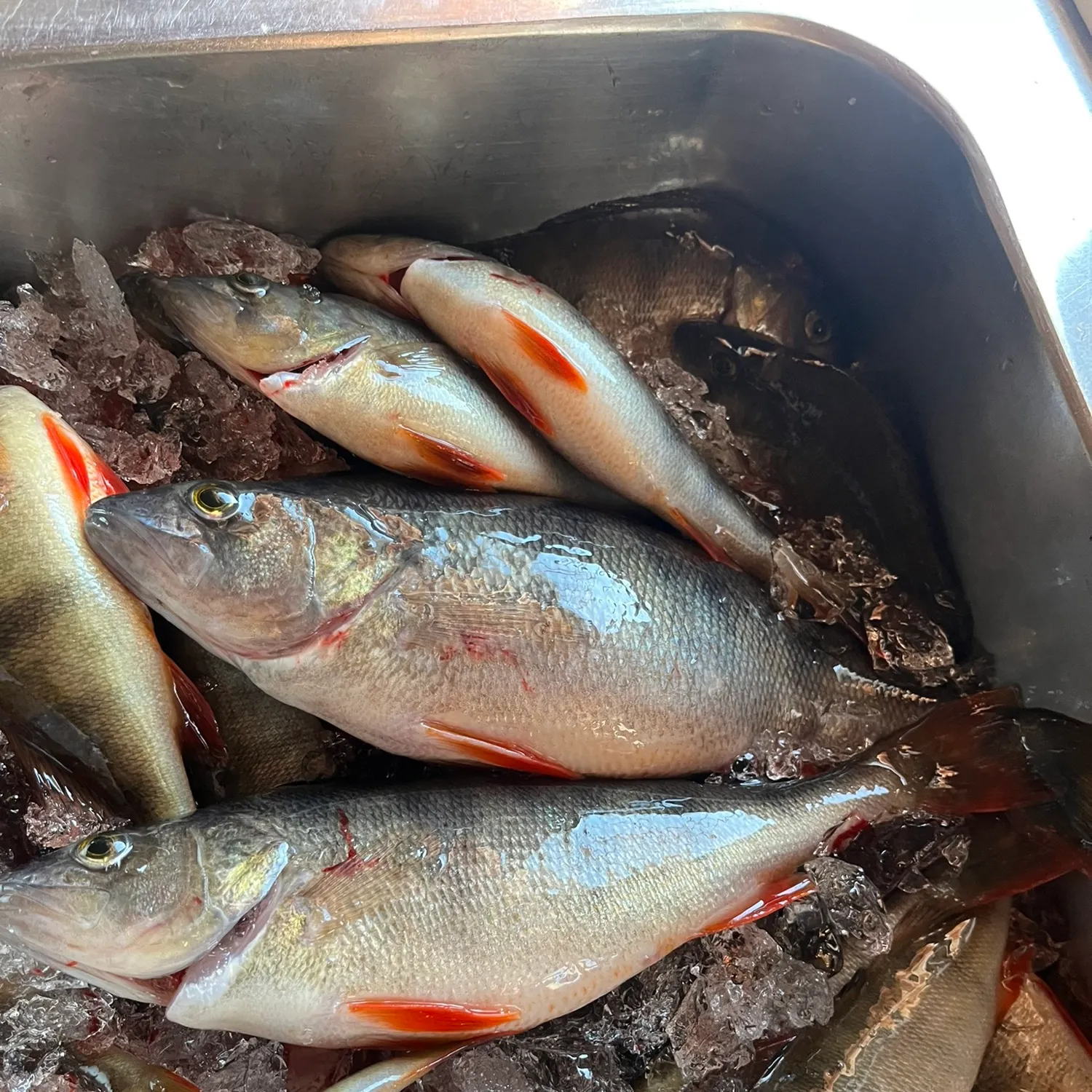 European perch caught on Fishbrain
