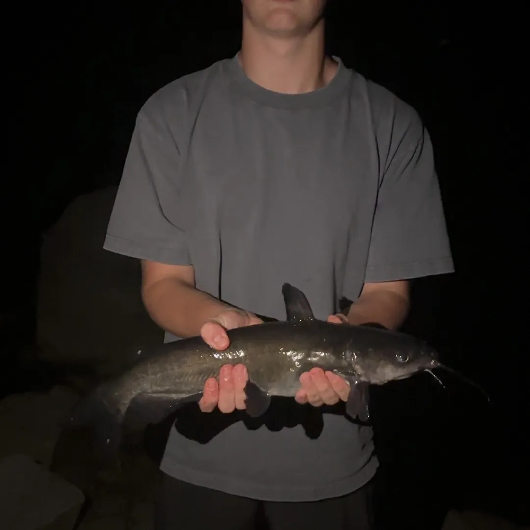 Channel catfish caught on Fishbrain
