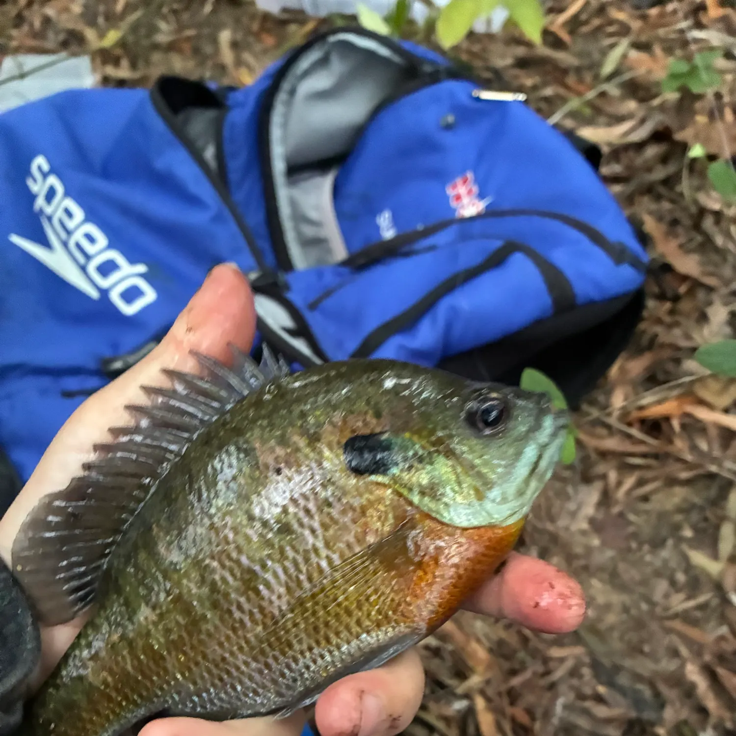Bluegill caught on Fishbrain