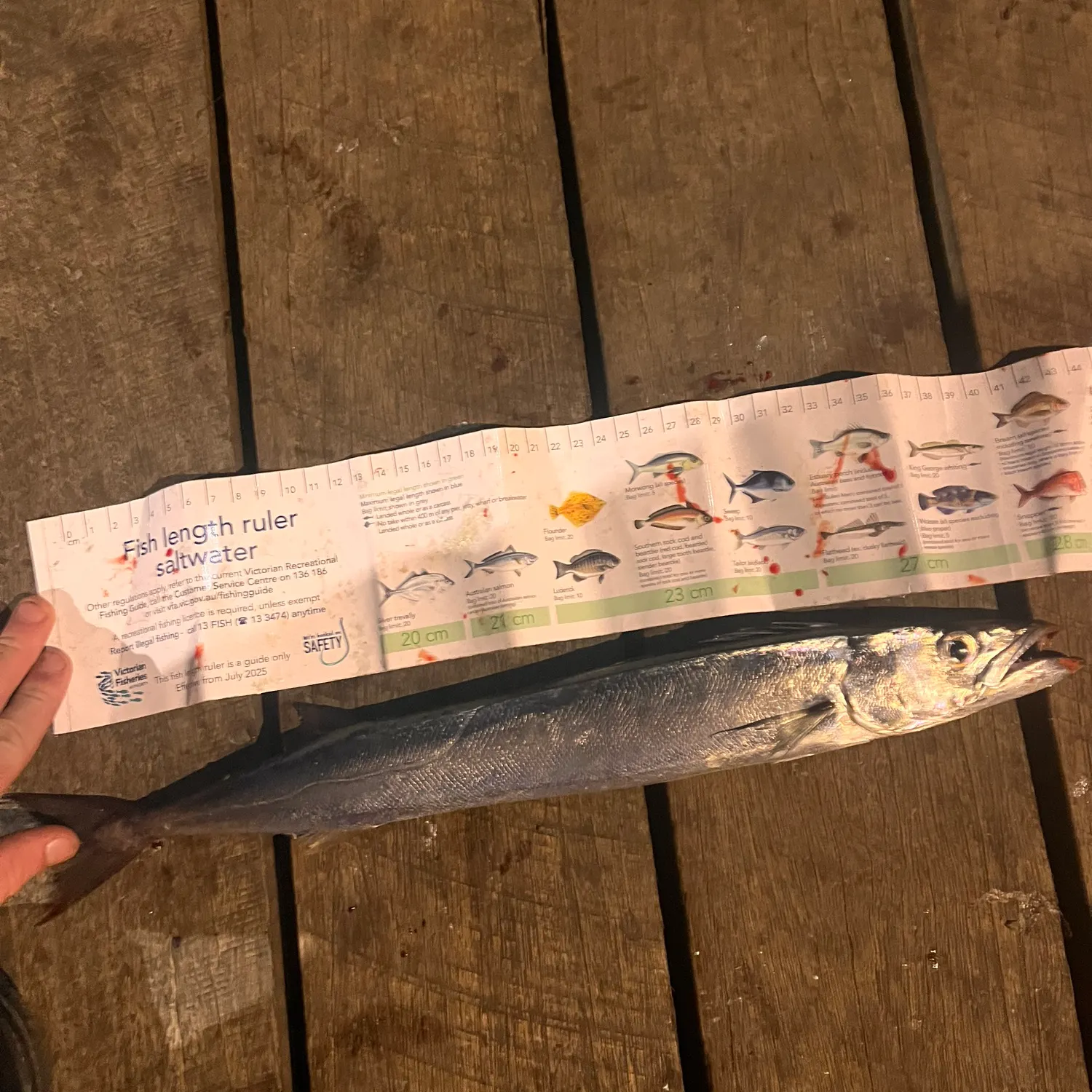 Obtuse barracuda caught on Fishbrain