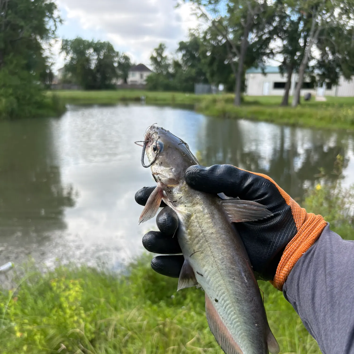 Channel catfish caught on Fishbrain