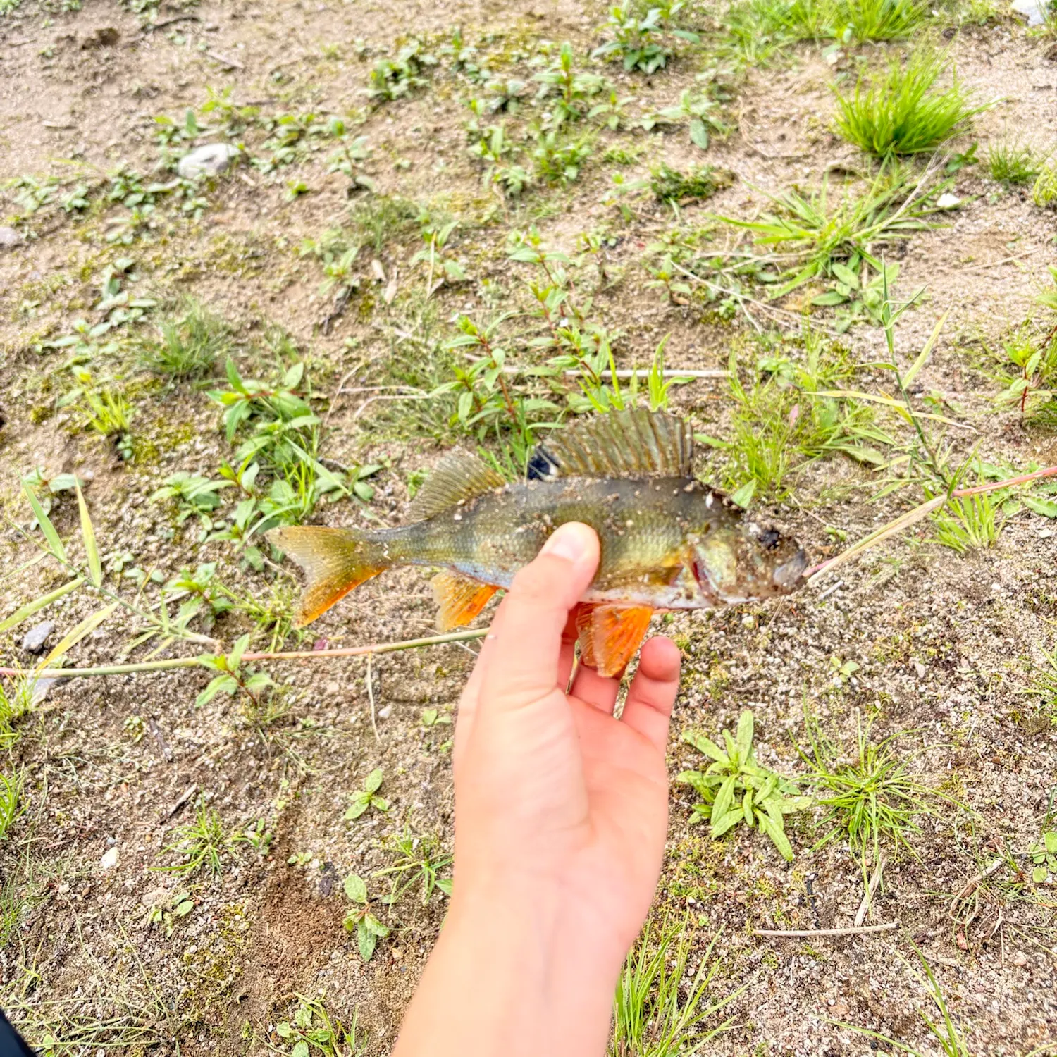 European perch caught on Fishbrain