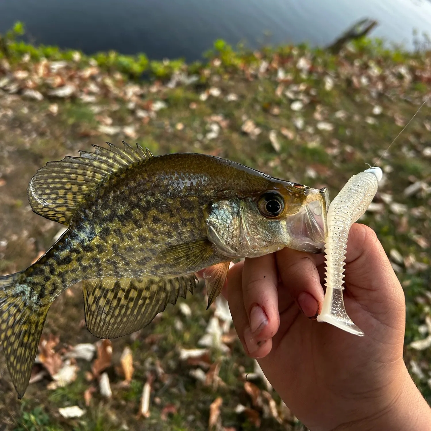 Black crappie caught on Fishbrain