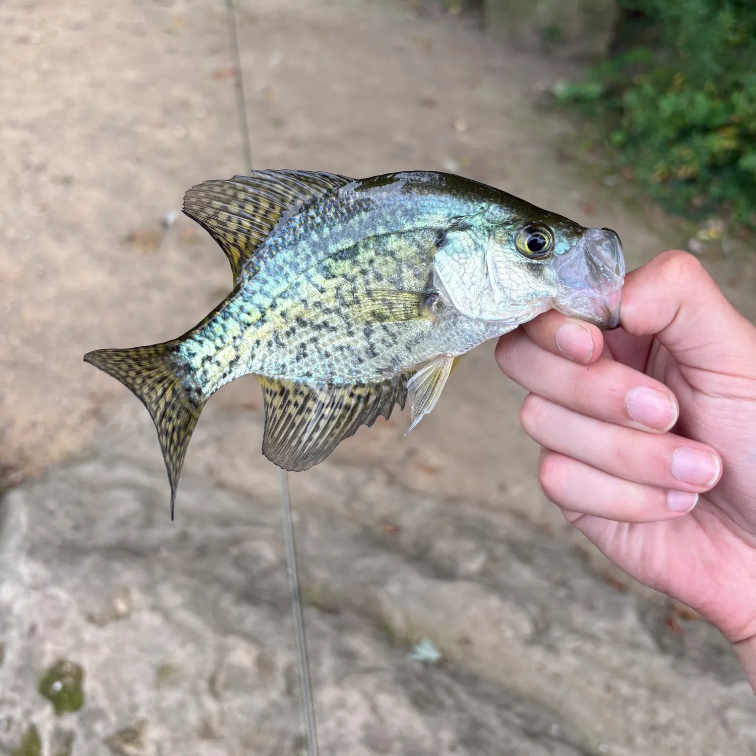 Black crappie caught on Fishbrain