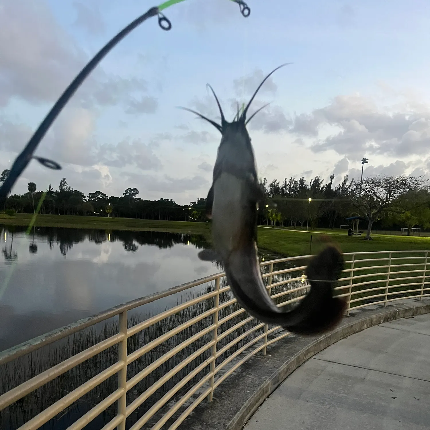 The most recent North African catfish catches on Fishbrain