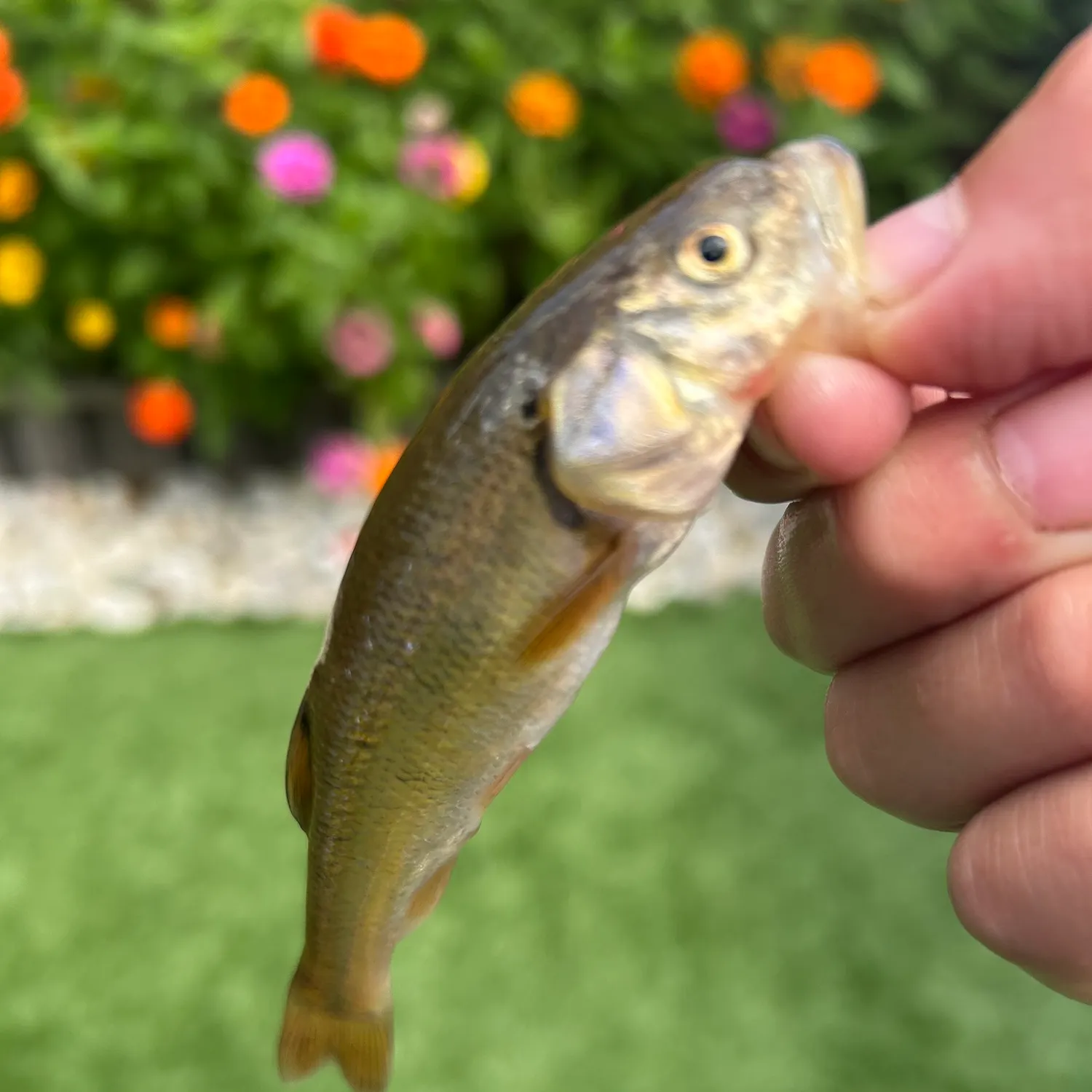 Creek chub caught on Fishbrain