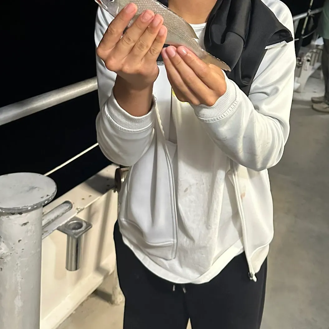 The most recent Grey grunt catches on Fishbrain