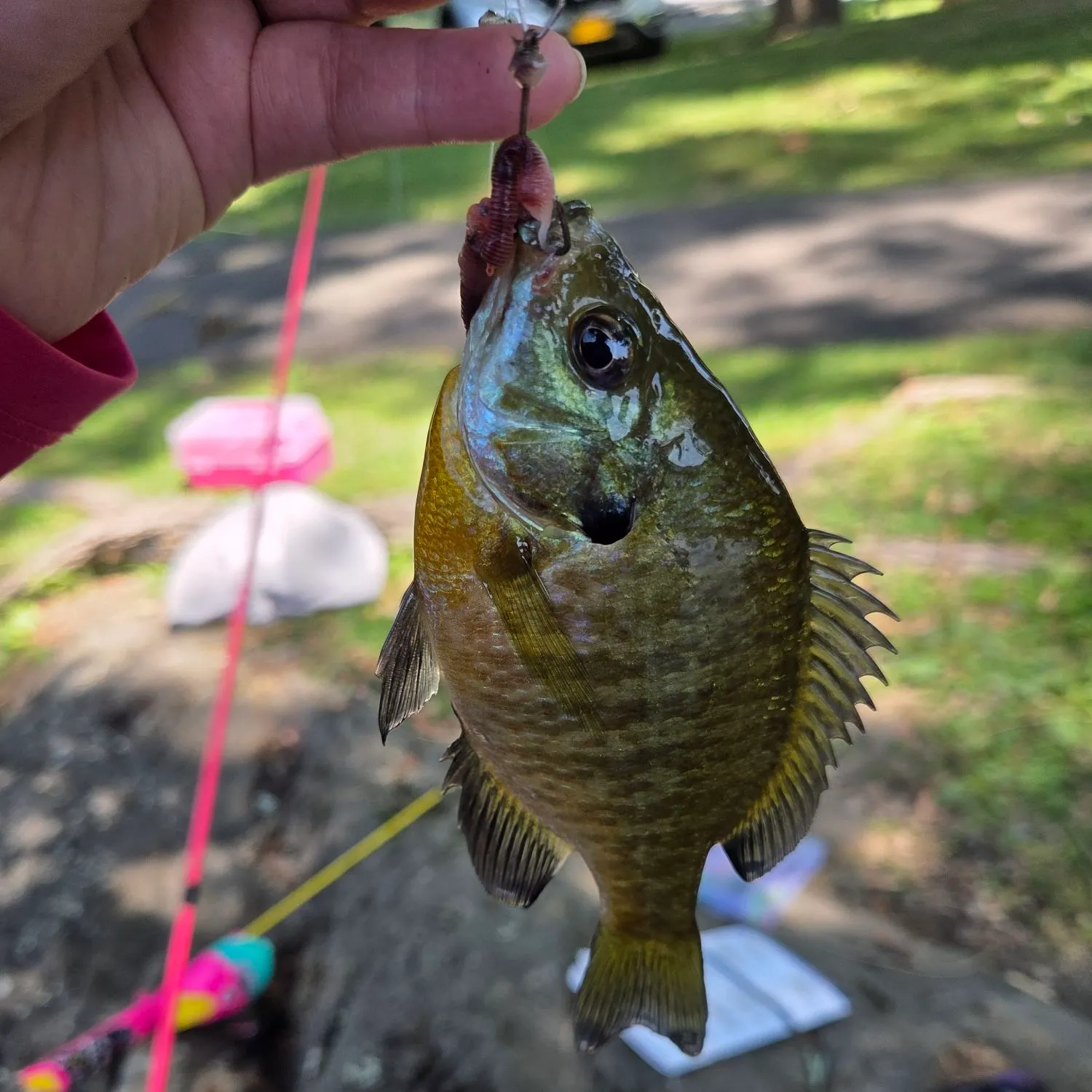 catch