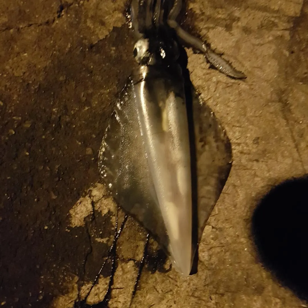 The most recent Southern calamari catches on Fishbrain