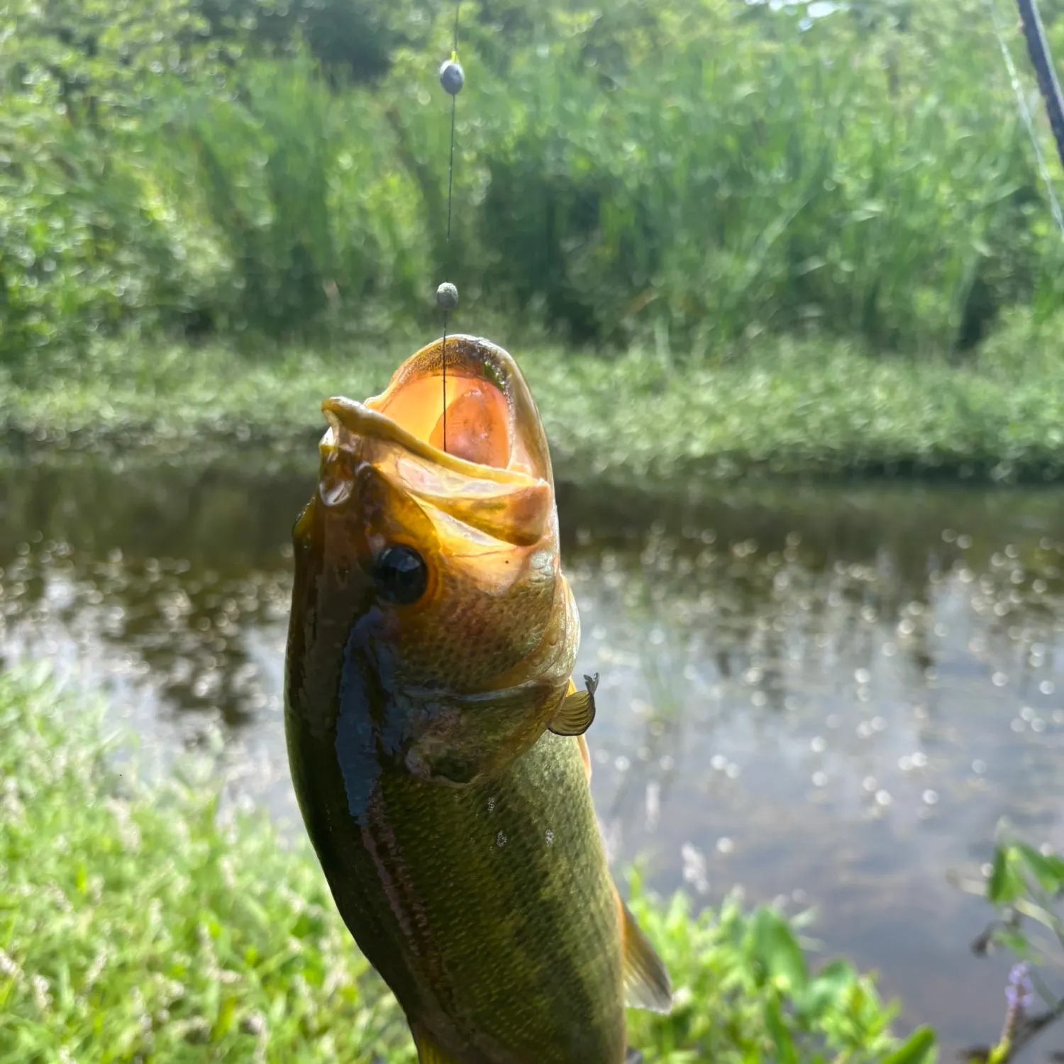 Largemouth bass caught on Fishbrain