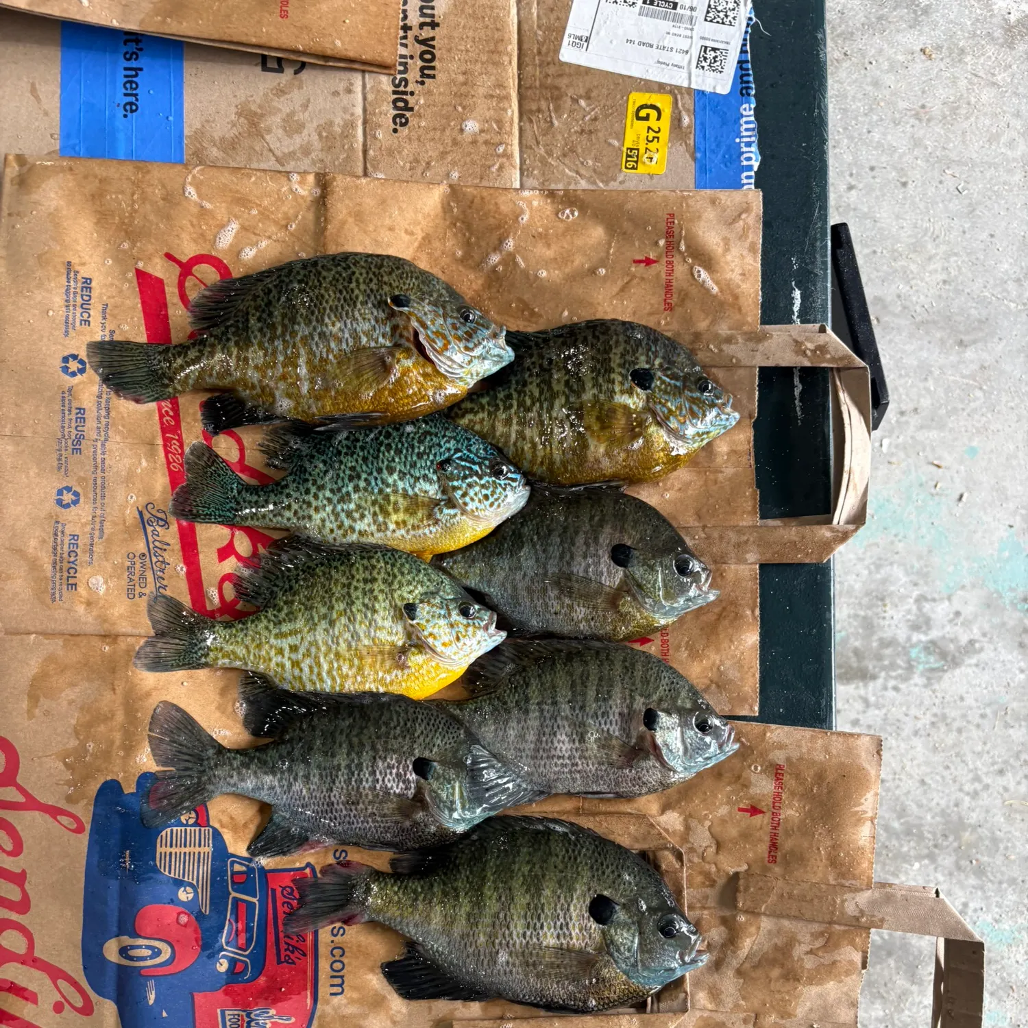 recently logged catches