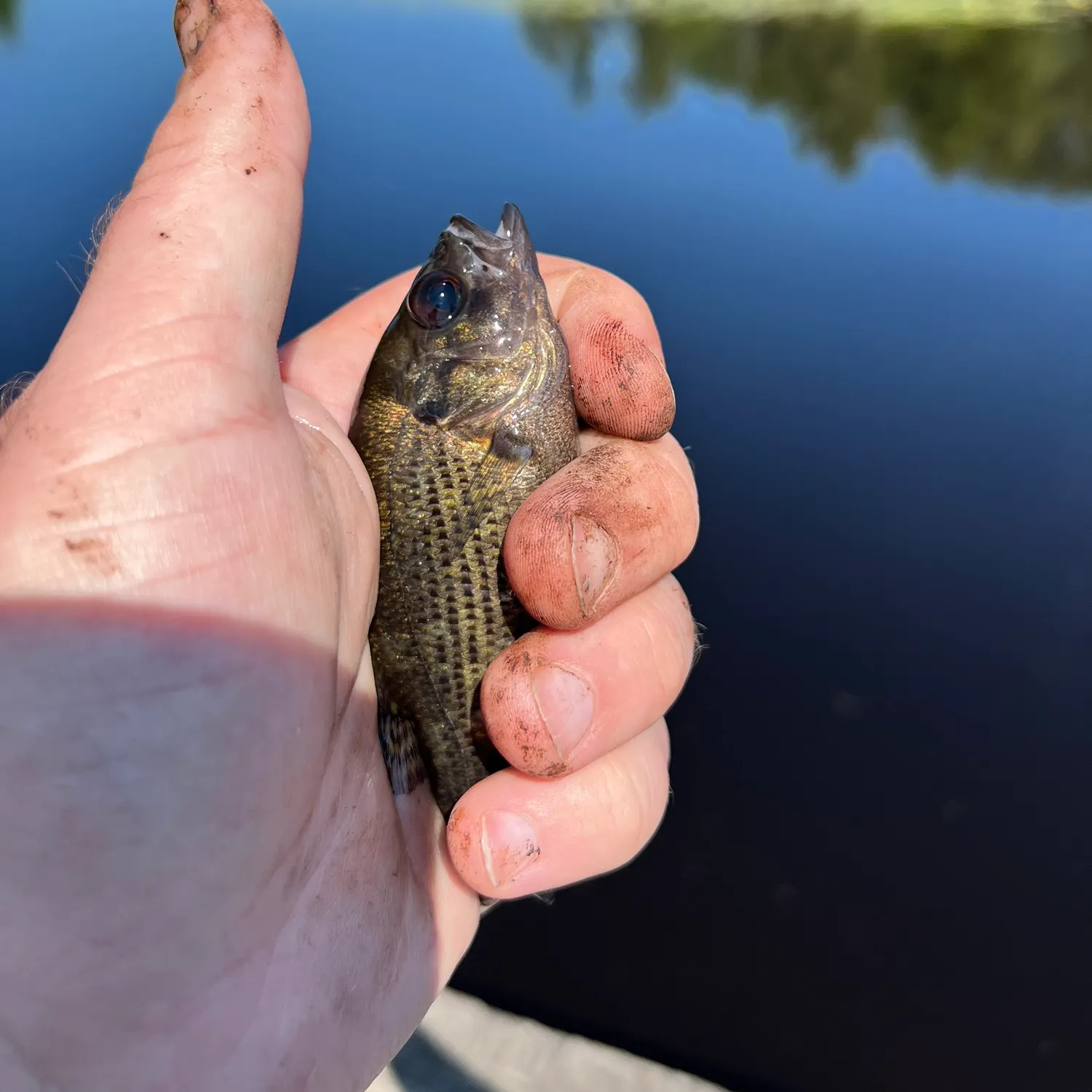 Rock bass caught on Fishbrain