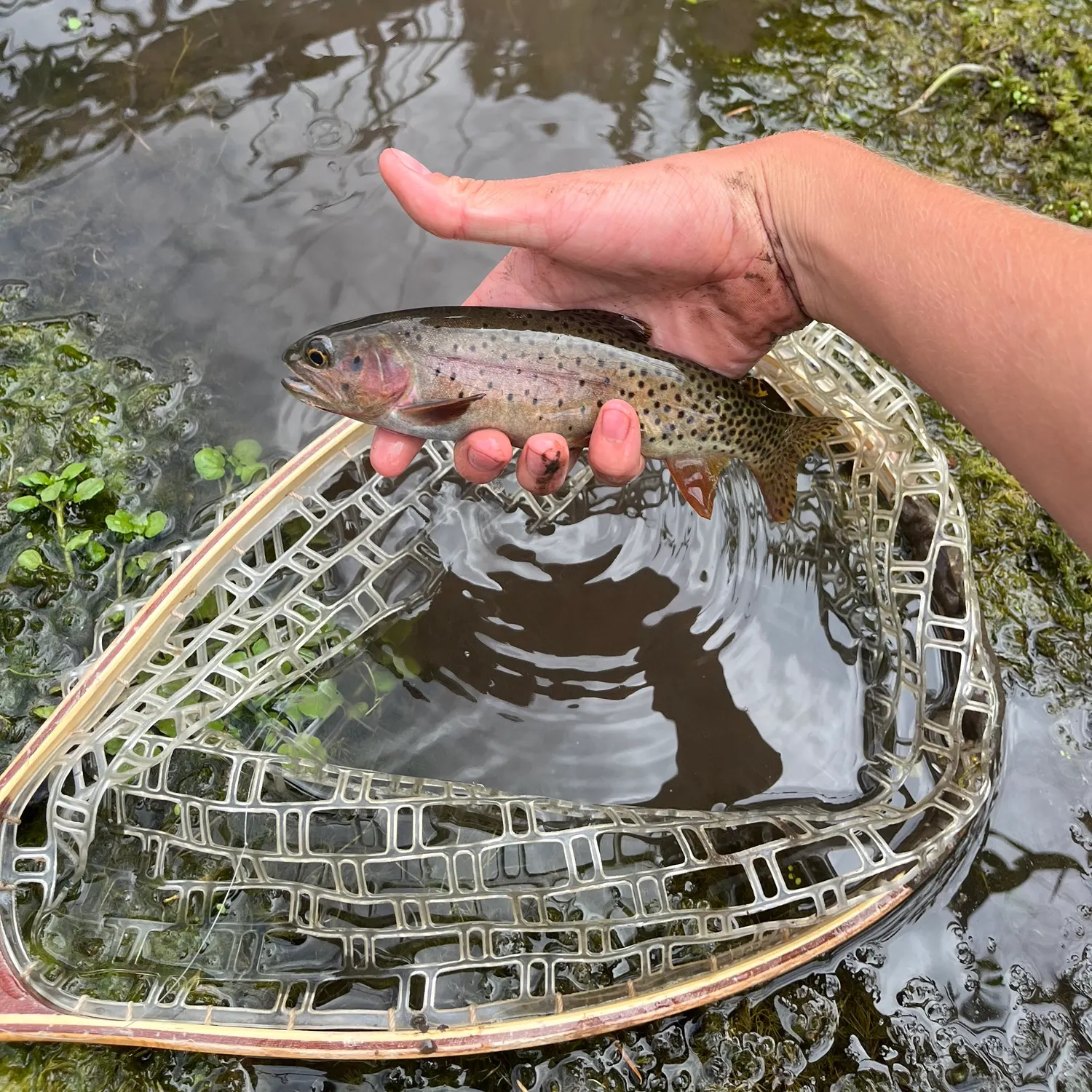 Bear River cutthroat trout caught on Fishbrain