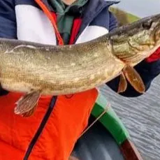 Muskie caught on Fishbrain