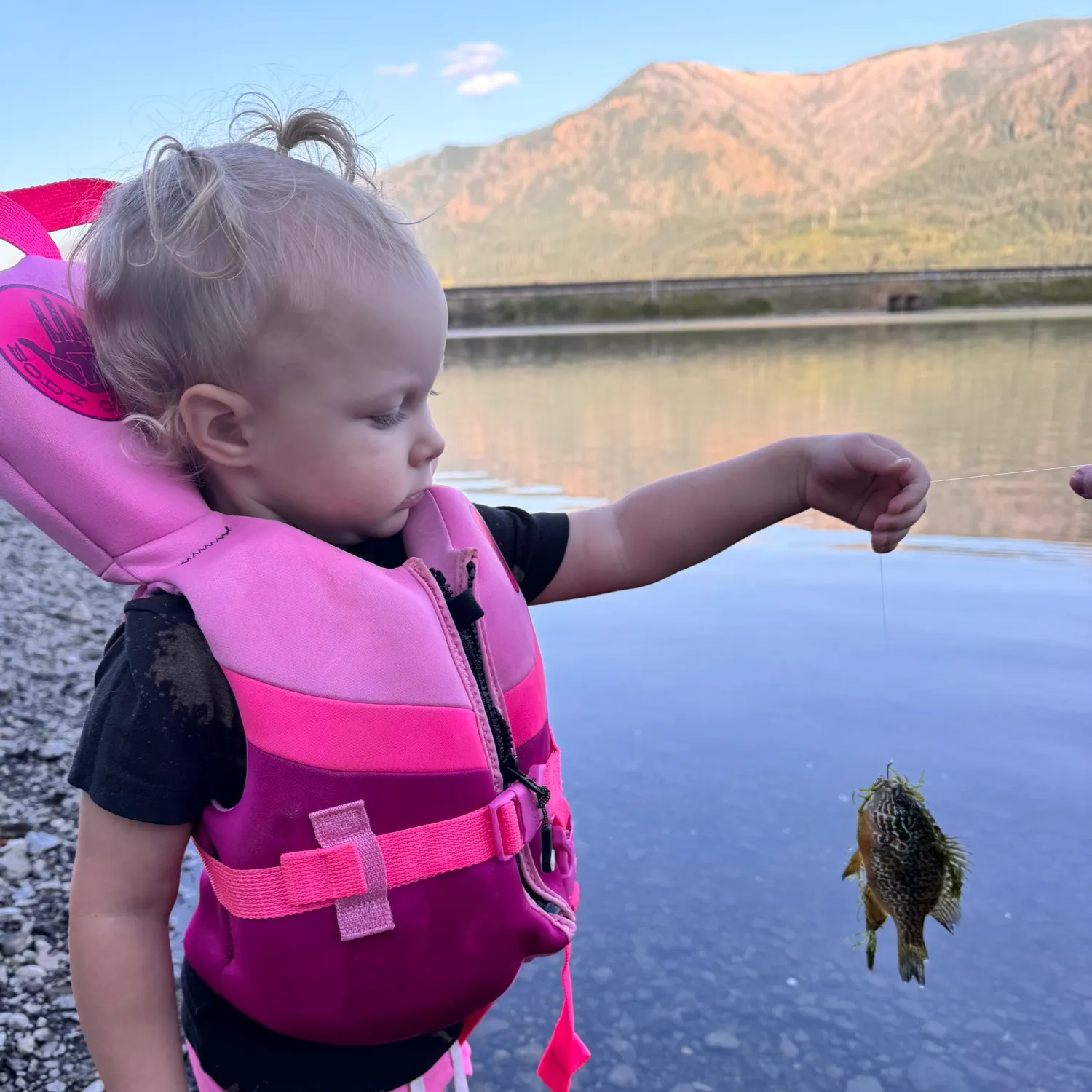 The most recent Pumpkinseed x green sunfish catches on Fishbrain
