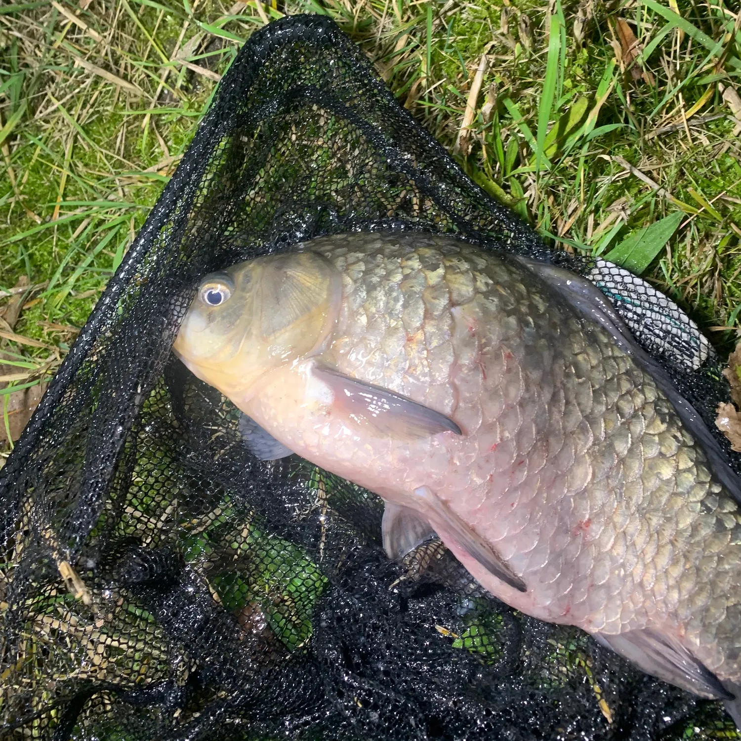 The most recent Prussian carp catches on Fishbrain